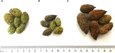 Quality variation and biosynthesis of anti-inflammatory compounds for Capparis spinosa based on the metabolome and transcriptome analysis
